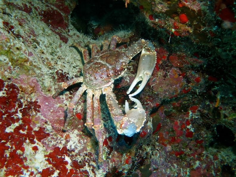 48 Channel Cling Crab IMG_3515.jpg